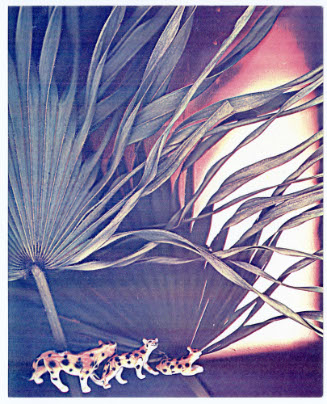 Seasons, Leopards