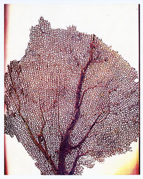 Seasons, Sea Fan