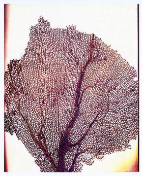 Seasons, Sea Fan
