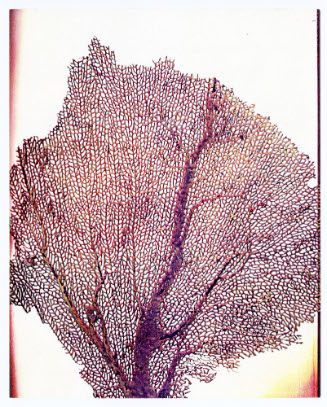 Seasons, Sea Fan