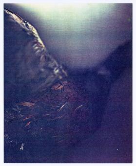 Seasons, Bird