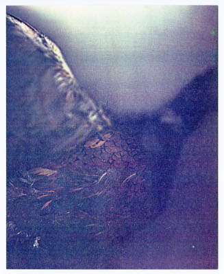 Seasons, Bird