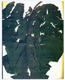 Seasons, Leaf
