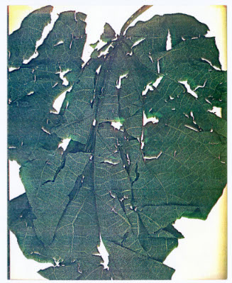 Seasons, Leaf