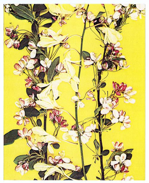 Seasons, Flowers