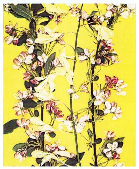 Seasons, Flowers