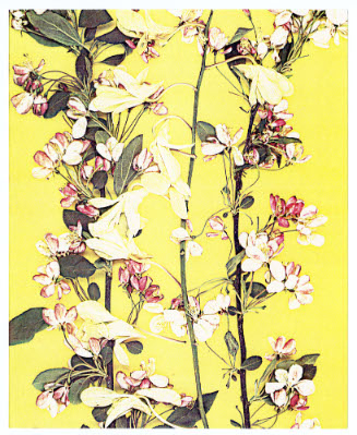 Seasons, Flowers