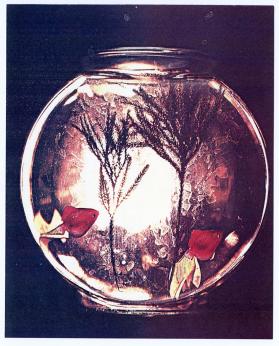 Seasons, Fish Bowl