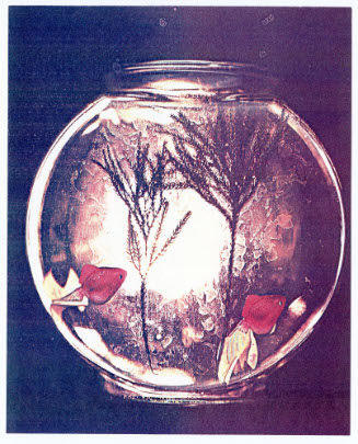Seasons, Fish Bowl