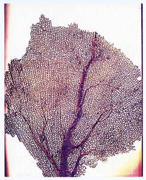 Seasons, Sea Fan