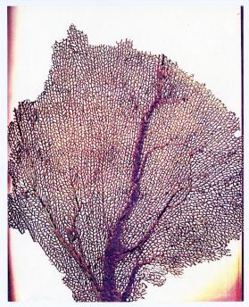 Seasons, Sea Fan