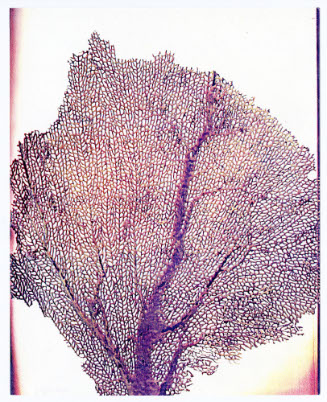 Seasons, Sea Fan