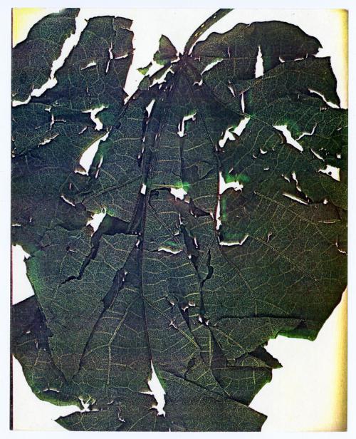 Seasons, Leaf