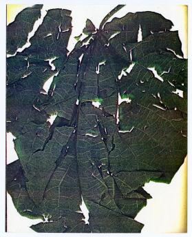 Seasons, Leaf