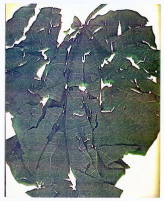 Seasons, Leaf