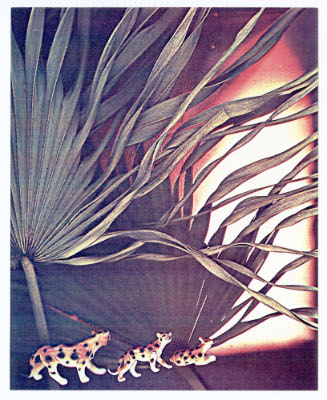 Seasons, Leopards