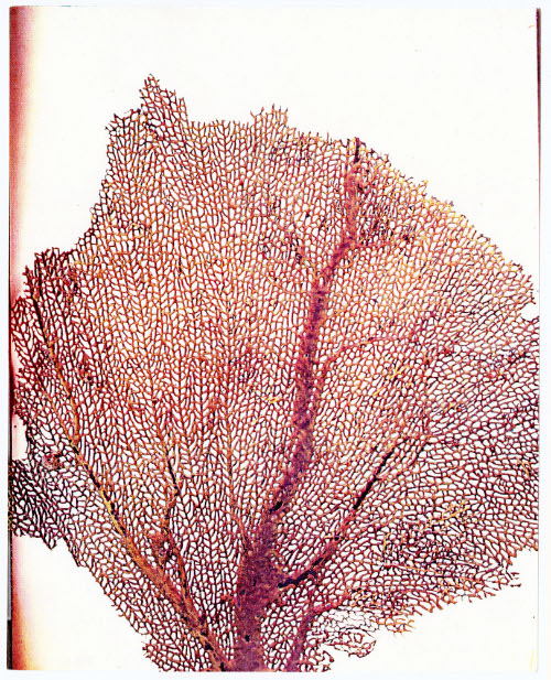 Seasons, Sea Fan