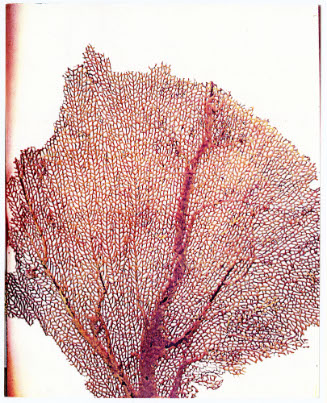Seasons, Sea Fan