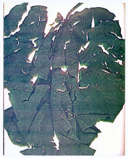 Seasons, Leaf