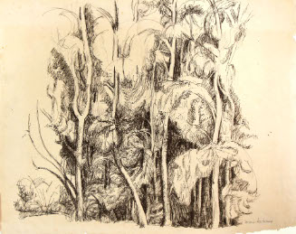 Eucalyptus Grove