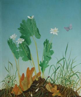 Bloodroot