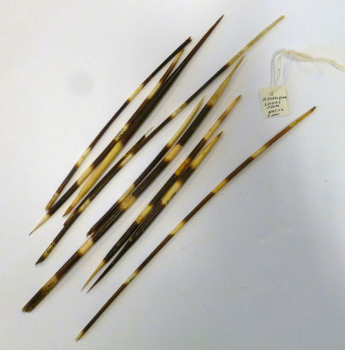 Porcupine spines
