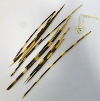Porcupine spines