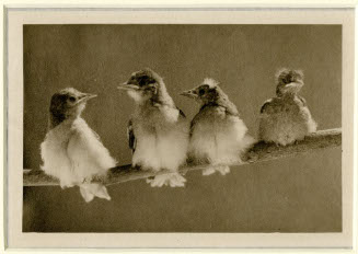 A Study in Natural History