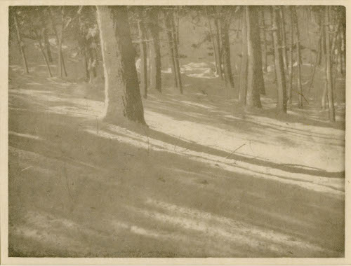 Winter Shadows