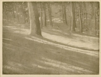 Winter Shadows