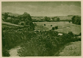 Meadow-Brook