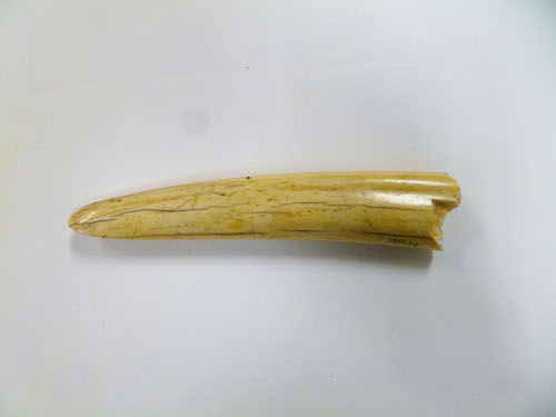 Tusk