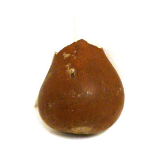 Gourd segment