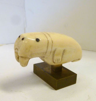 Walrus