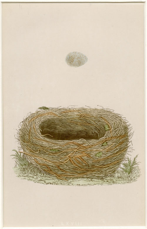 Meadow Pipit