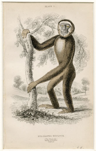 Hylobates Hoolock