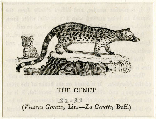 The Genet