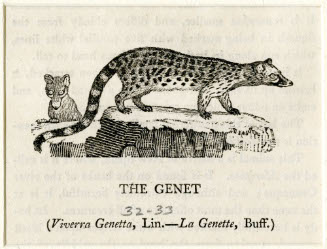The Genet