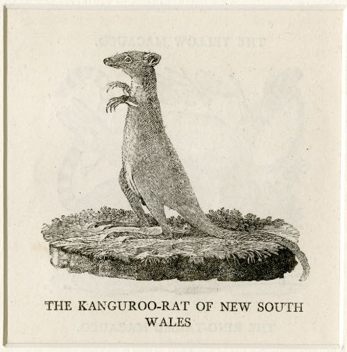 The Kangaroo Rat of New South Wales
