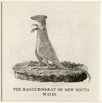 The Kangaroo Rat of New South Wales
