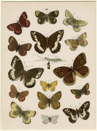 Page of Butterflies