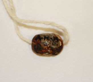 Scarab