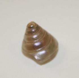 Bead