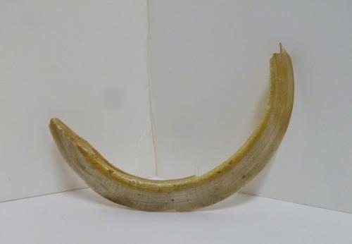 Carved tusk