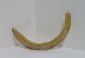 Carved tusk