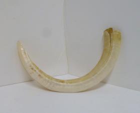 Carved tusk