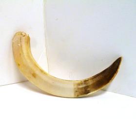 Boar's tusk