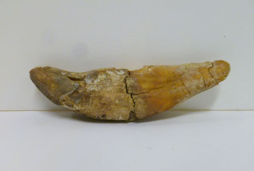 Tooth fossil