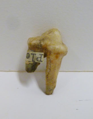 Tooth fossil