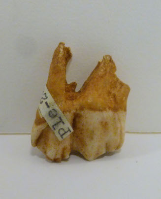 Tooth fossil